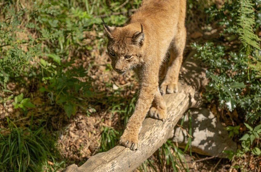 operational footprint analysis review